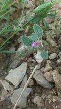 پونه سای دنایی